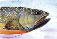 300-385 Brook Trout